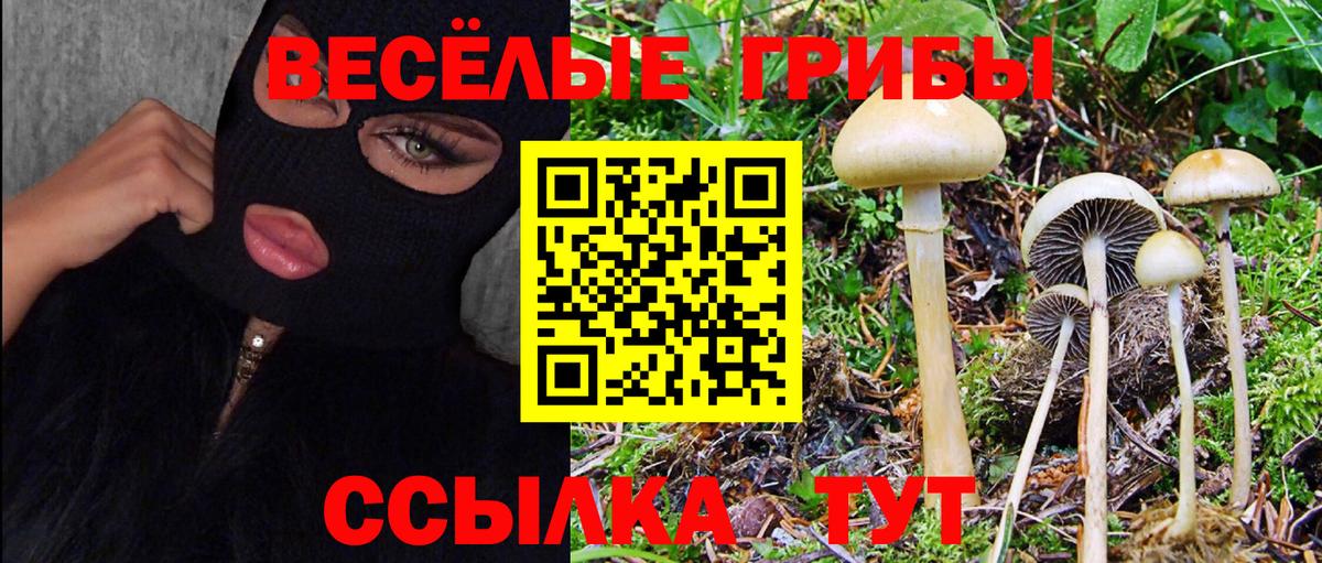 Галлюциногенные грибы Psilocybe  Вход с VPN  Галлюциногенные грибы Psilocybe  Михайловка 